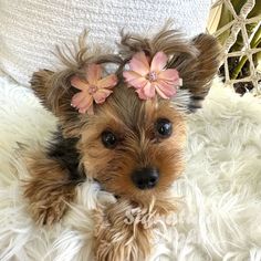 a small brown dog laying on top of a white blanket