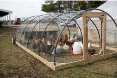 several chickens in a chicken coop on the grass