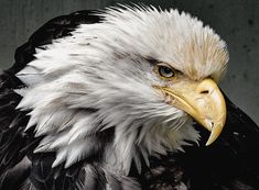 an eagle with white and black feathers is looking at the camera while standing in front of a gray background