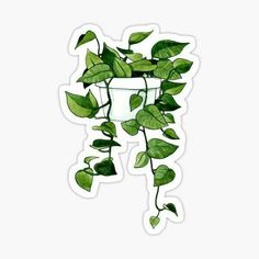 a potted plant with green leaves hanging from it's side sticker on a white background