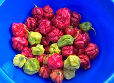 a blue bowl filled with red and green peppers