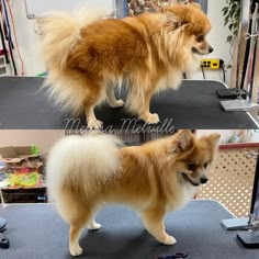 two pictures of a small dog standing on top of a hair salon table, one is brown and the other is white