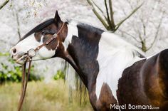 a brown and white horse standing next to a tree with flowers on it's branches