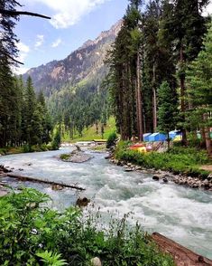 a river flowing through a lush green forest