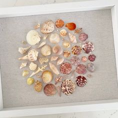 there are many sea shells in the frame