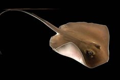 a manta ray swimming in the ocean at night with it's long tail sticking out