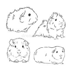 four different guineas are shown in black and white