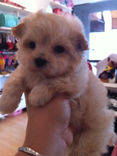 a small white dog sitting on top of a person's hand in a store