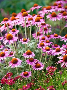 many pink flowers are blooming in the grass and on the other side is an orange flower