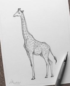 a pencil drawing of a giraffe standing on top of a piece of paper