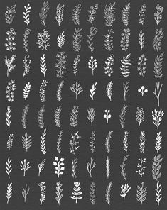 various plants and leaves drawn in white ink on black paper