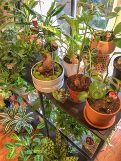 several potted plants sit on a shelf in front of a window