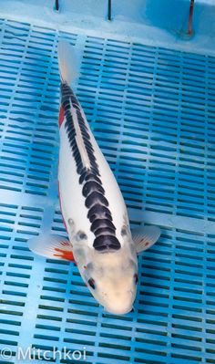 a white and black koi fish sitting on top of a blue floor next to a metal grate