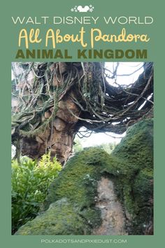 an animal kingdom with moss growing on it and the words walt world all about pandara