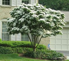 a white flowering tree in front of a house