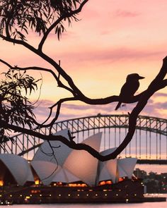 a bird is sitting on a tree branch in front of the sydney opera house and harbour bridge