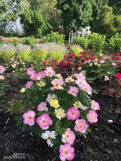 many pink and yellow flowers in a garden