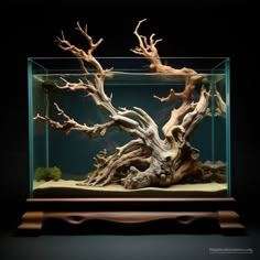 an aquarium filled with water and driftwood in the middle of it's tank