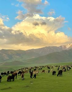 a herd of cattle grazing on a lush green field under a cloudy sky with mountains in the background