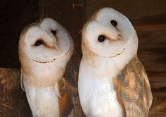 two owls sitting on top of each other