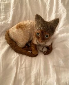 a cat that is laying down on a white sheet with it's head turned to the side