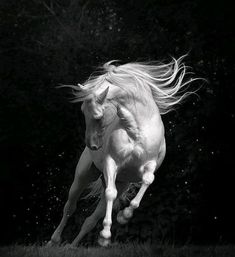 a white horse is galloping through the grass