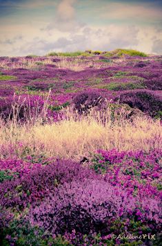 a field with purple flowers and grass in the foreground, under a cloudy sky