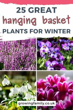 25 great hanging basket plants for winter