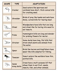 the different types of animals that are in each animal's body and how to use them