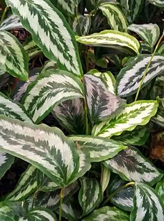 green and white leaves in the sunlight