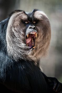 a monkey with its mouth open and it's teeth wide open, showing fangs