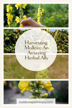 yellow flowers with the words harvesting mullein an amazing herb ally on top and bottom