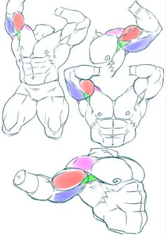 an image of a drawing of a man's chest and arm muscles in different positions