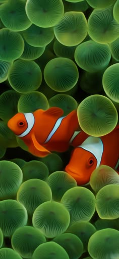 an orange and white clown fish among green seaweed