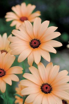 several yellow flowers with red centers in the middle