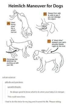 an image of dogs and their names on the page, which includes instructions for how to use