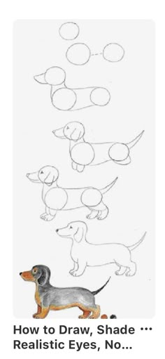 a drawing of a dachshund dog with the words how to draw, shade realistic