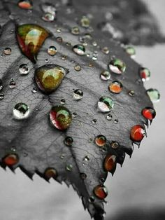 a leaf with drops of water on it