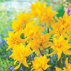 yellow daffodils are blooming in the garden