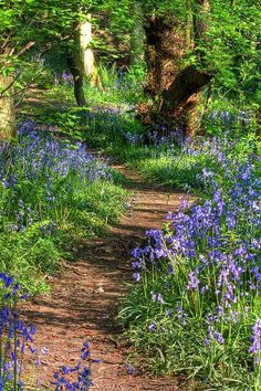 bluebells are blooming on the trail in the woods