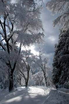 the sun shines through the trees on a snowy day