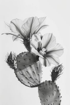 two cactus flowers are shown in black and white, with one flower still attached to the other