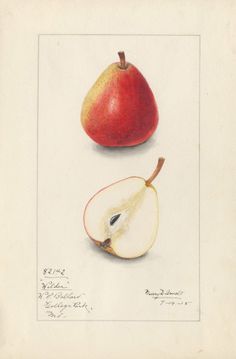 two pieces of fruit are shown in this drawing