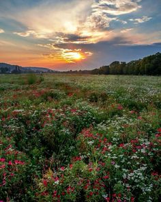 the sun is setting over a field full of wildflowers