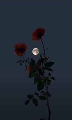 two red flowers with the moon in the sky behind them and one flower on top of it