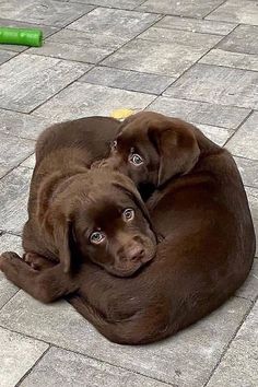 two brown dogs laying on top of each other on the ground next to a green frisbee