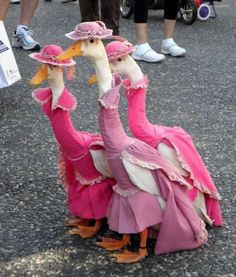 two birds wearing pink dresses and hats on their heads are standing in the middle of a street