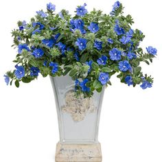 blue flowers in a glass vase on a white background