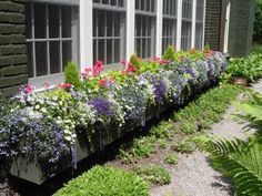 a row of windows filled with lots of flowers