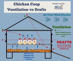 the chicken coop ventilation vs draft diagram shows how ventilators are used to control air flow